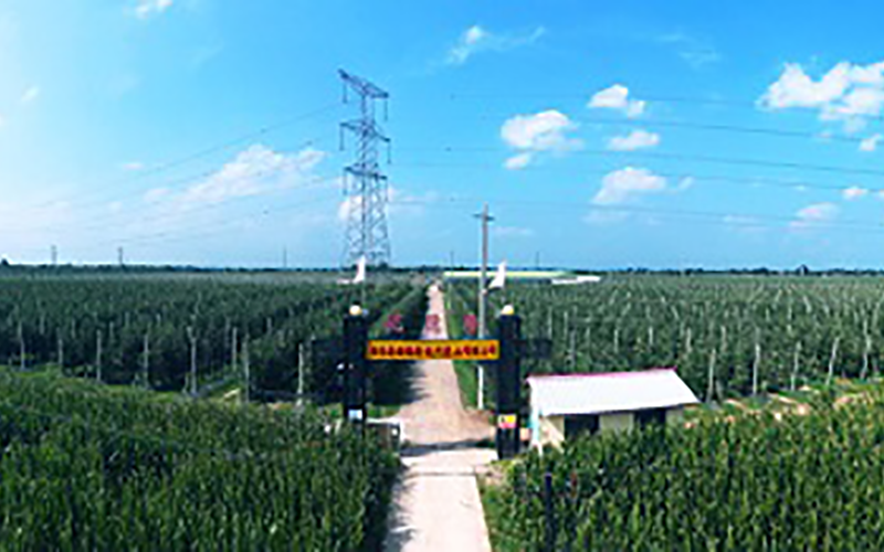靈臺(tái)優(yōu)德隆農(nóng)業(yè)公司1300畝果園安防監(jiān)控、網(wǎng)絡(luò)機(jī)房案例